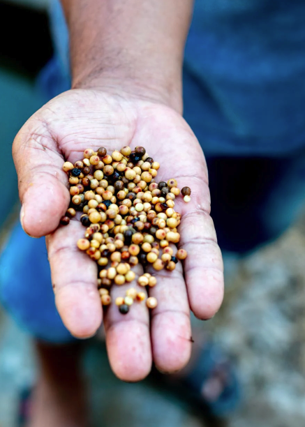 Malabar White Pepper