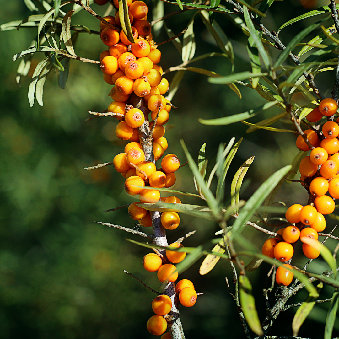 Sérum Vitaminé Français