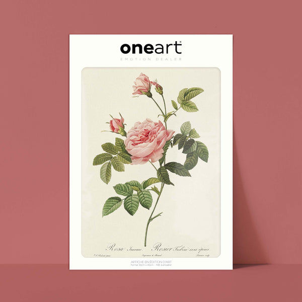Affiche Rosier Turbiné sans épines