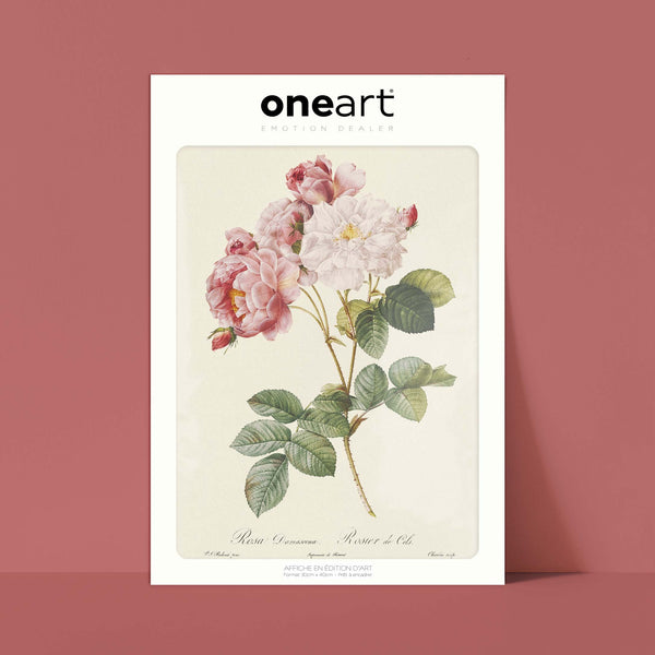 Affiche Rosier de Cels