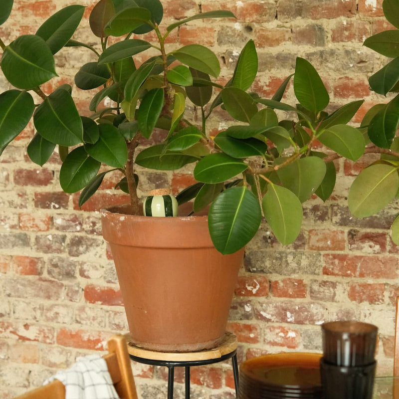 Olla Rayé Vert et Vert