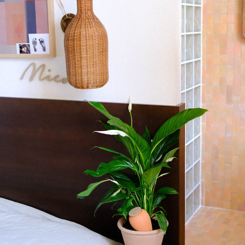 Olla - Terracota - Pepin