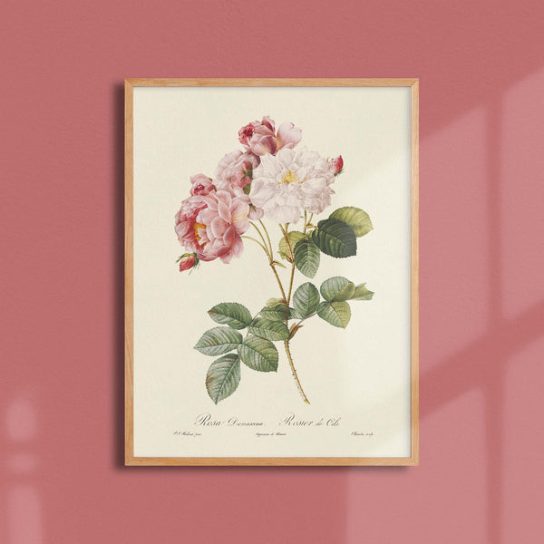 Affiche Rosier de Cels