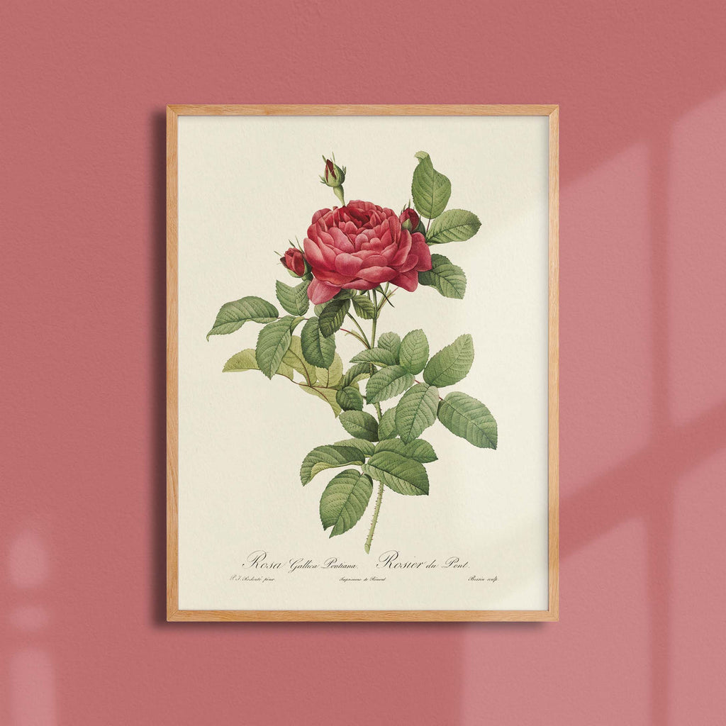 Póster de la flor Rose du Pont 