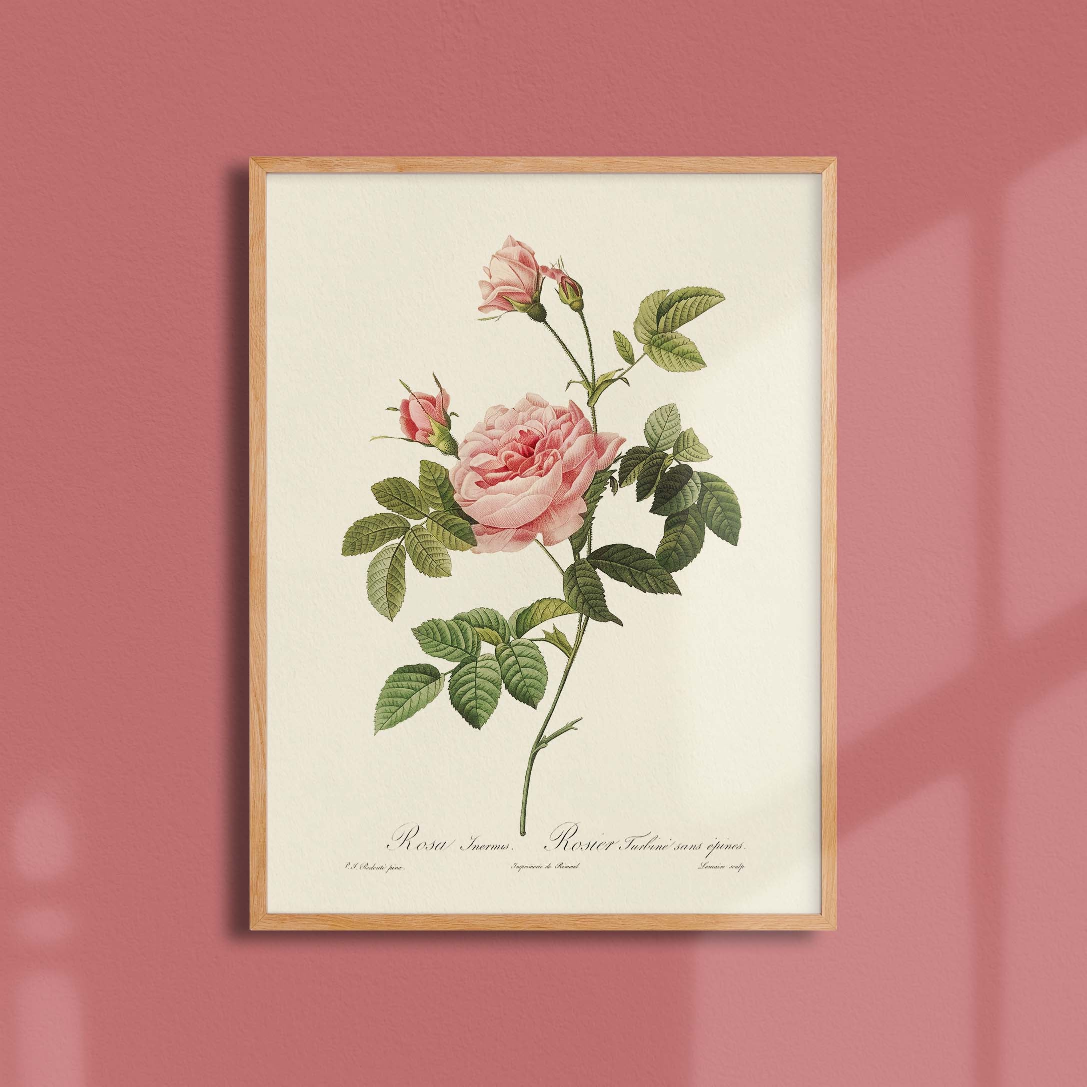 Affiche Fleurs Rosier Turbiné
