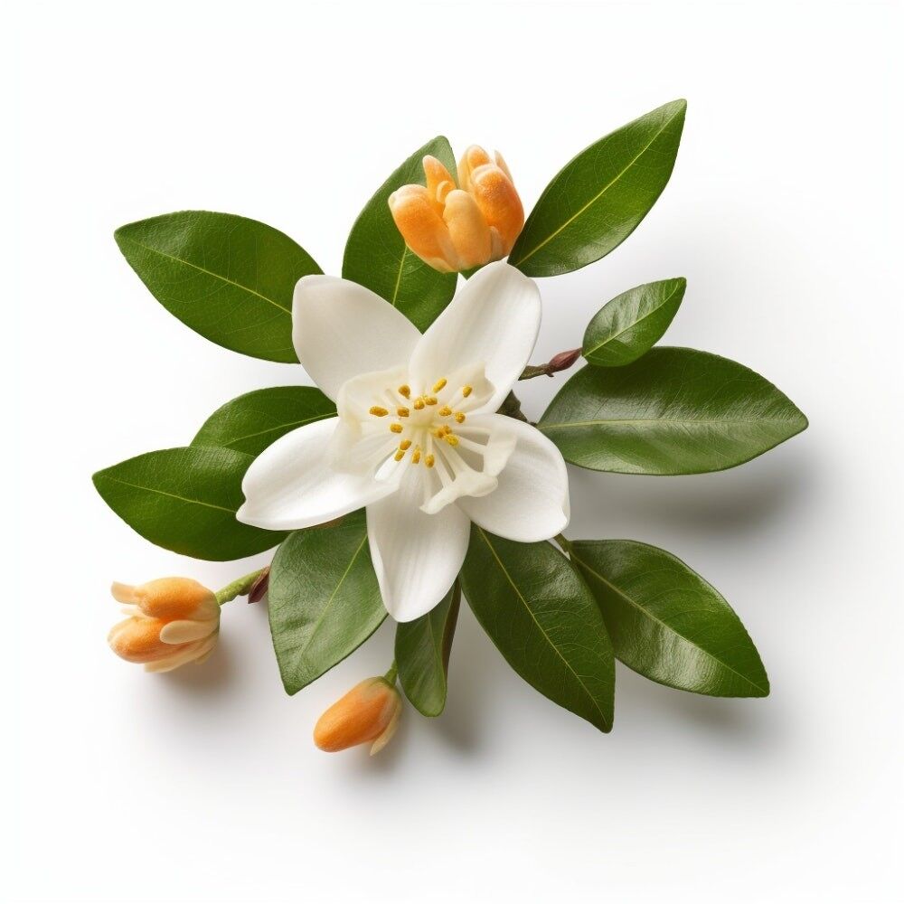 Hydrolat de Fleur d'Oranger