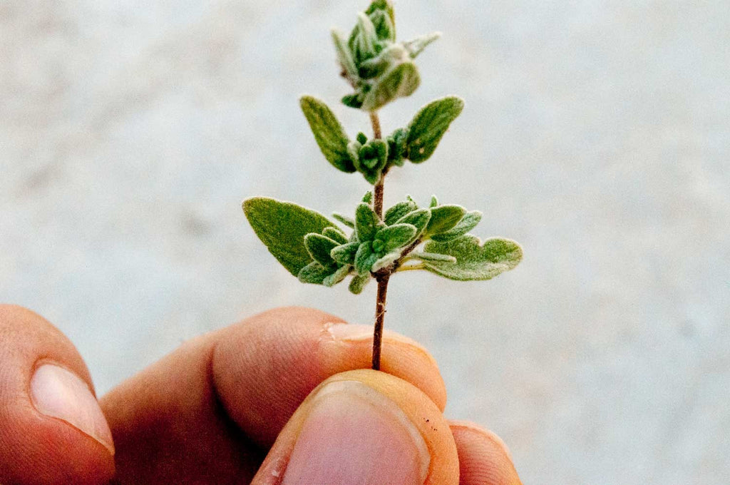Za'atar