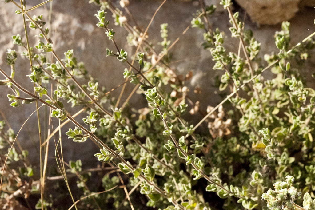 Za'atar