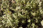 Za'atar