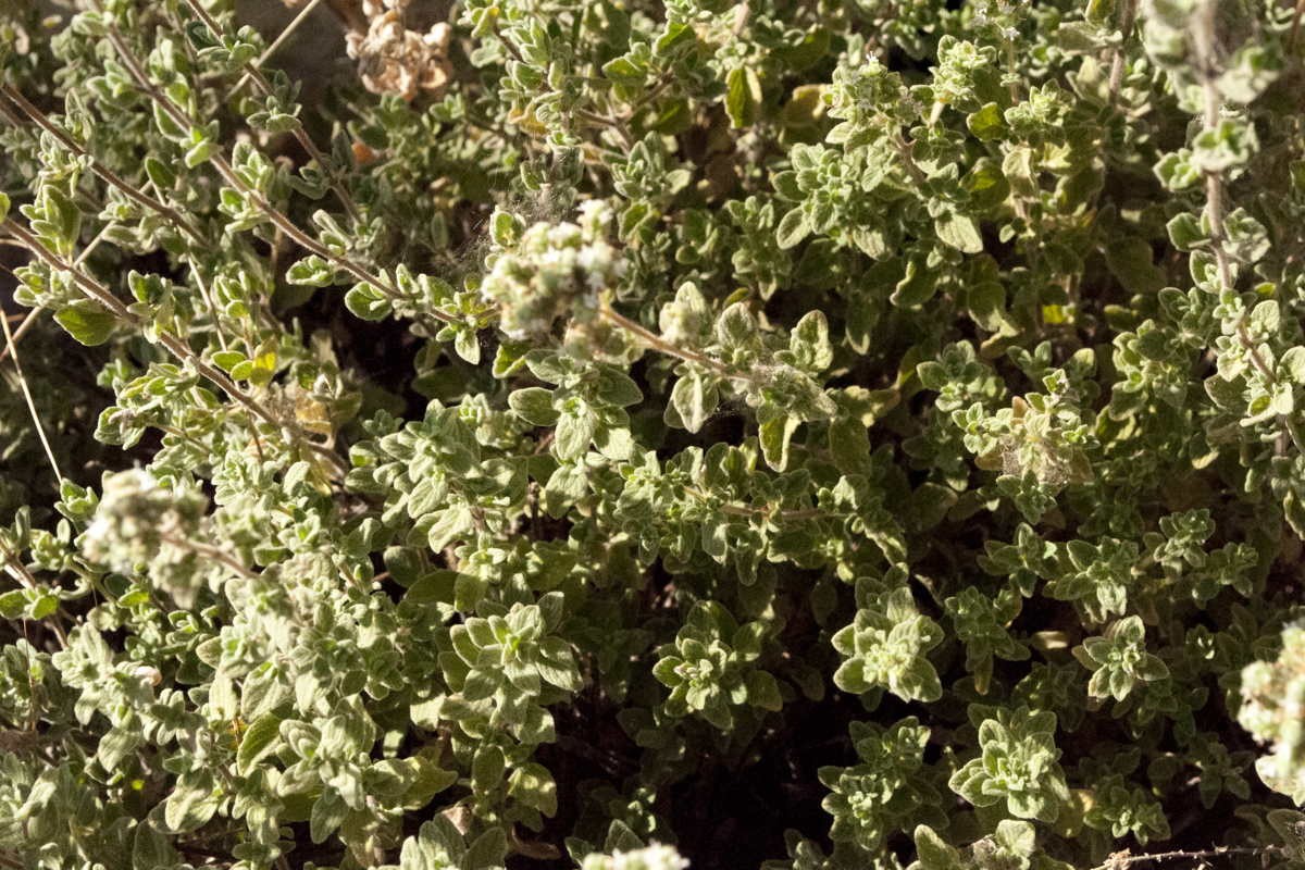 Za'atar