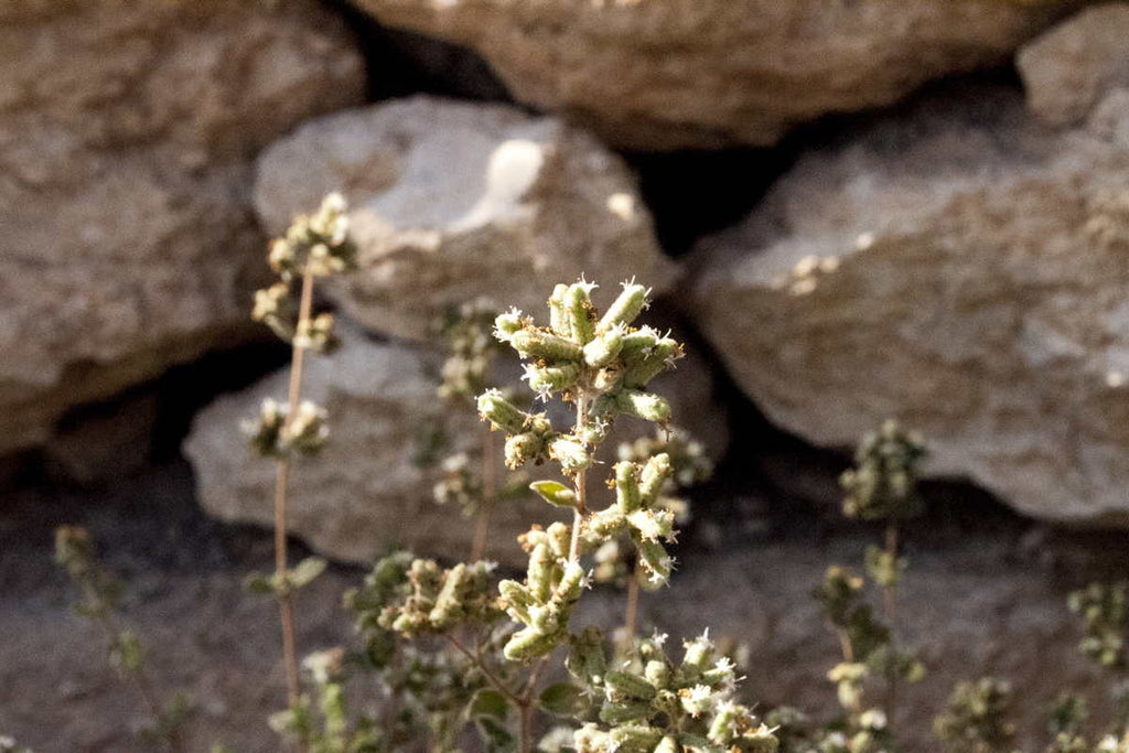 Za'atar
