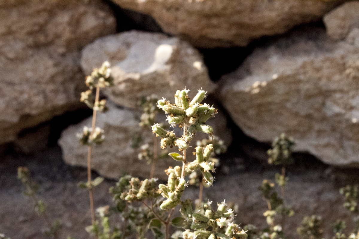 Za'atar