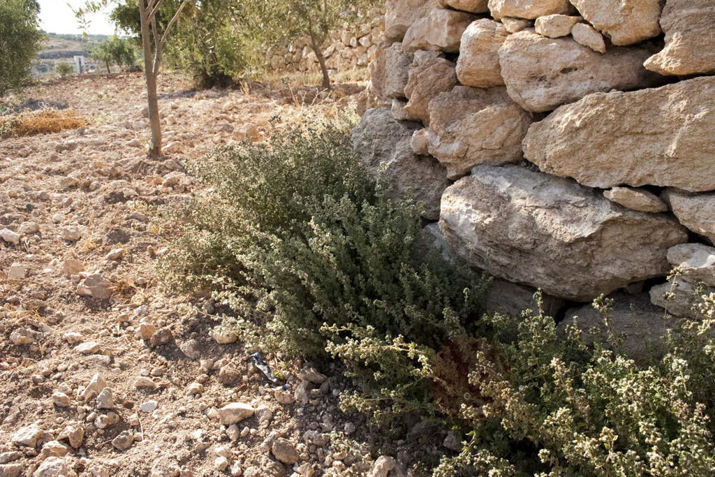 Za'atar