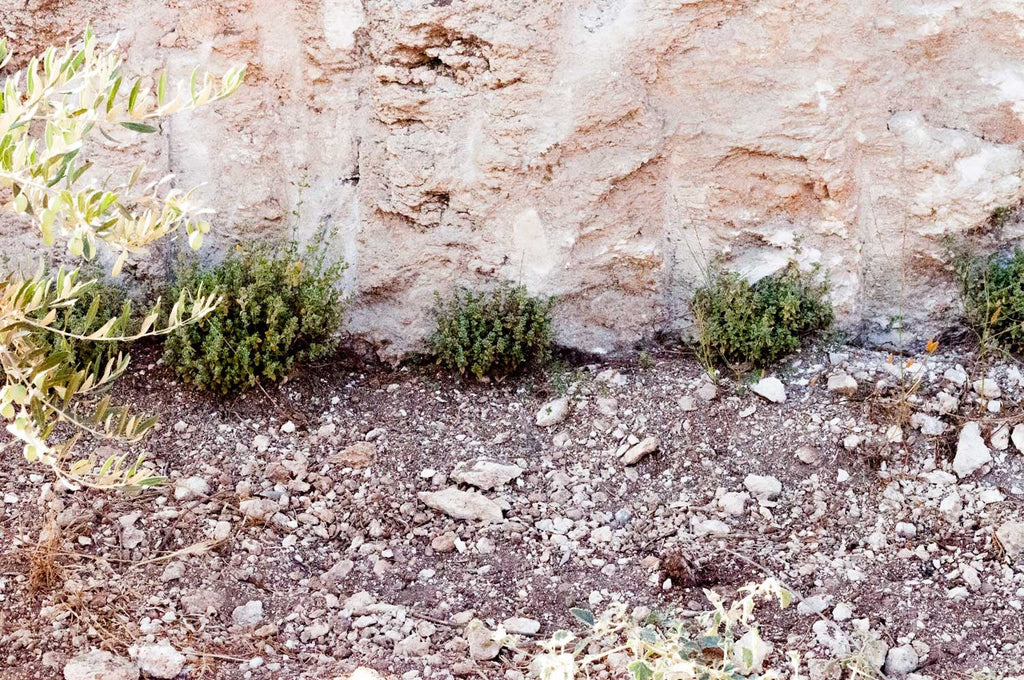 Za'atar