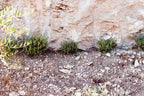 Za'atar