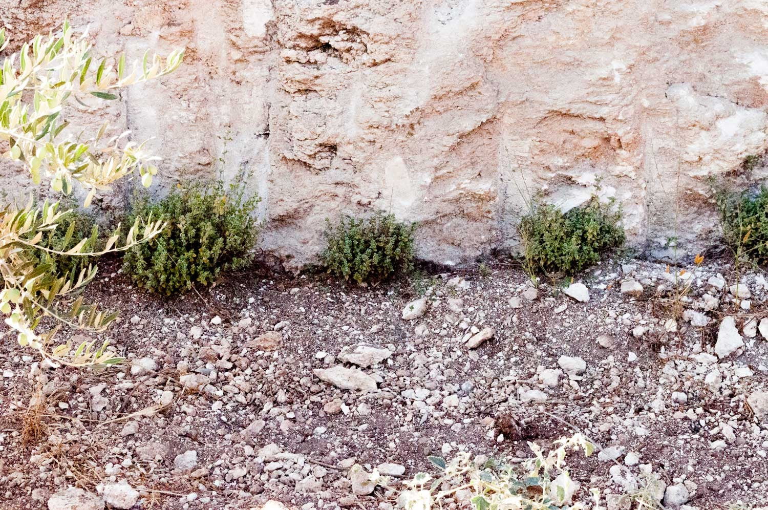 Za'atar