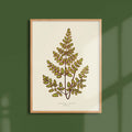 Affiche Fougères Cheilanthes pteroides
