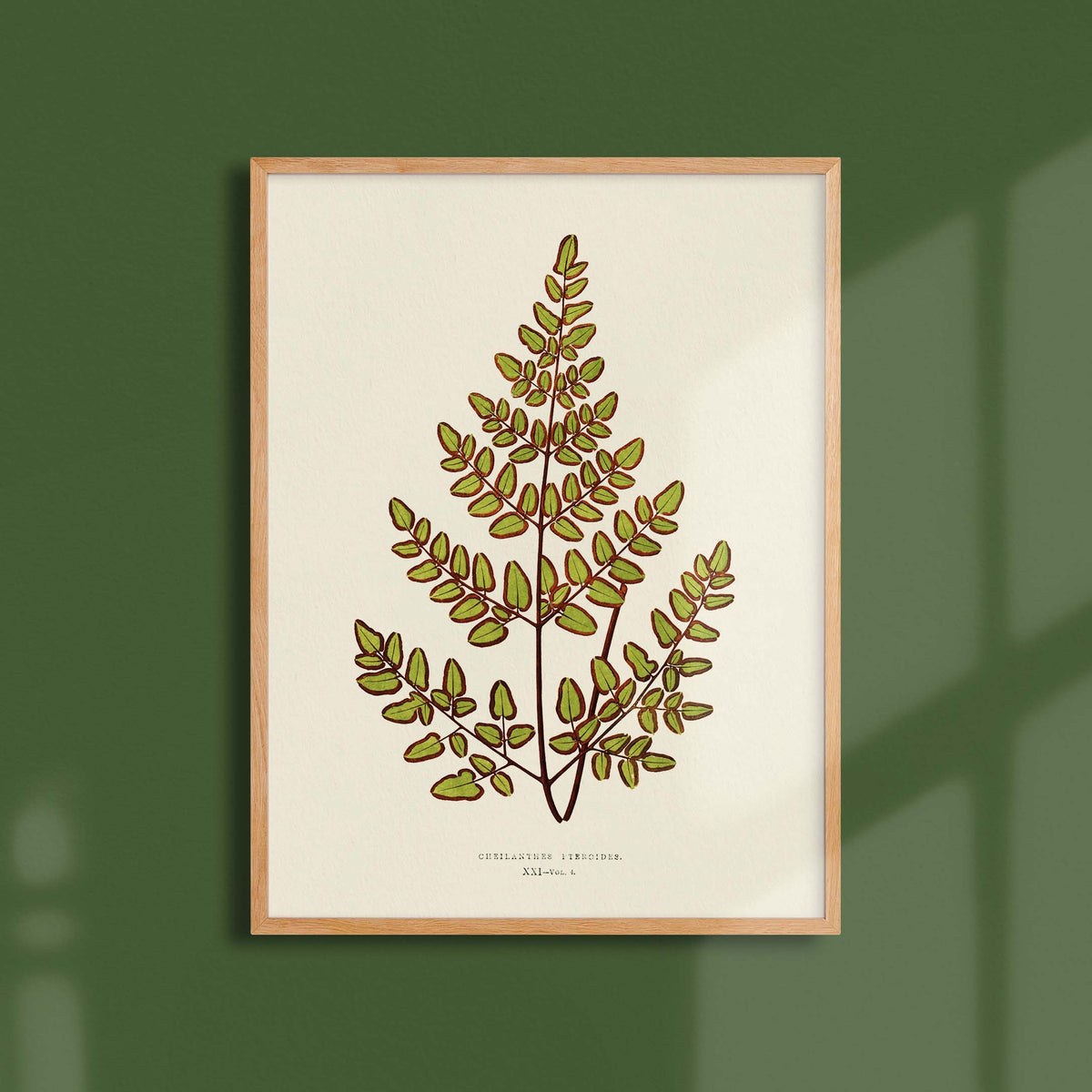 Affiche Fougères Cheilanthes pteroides