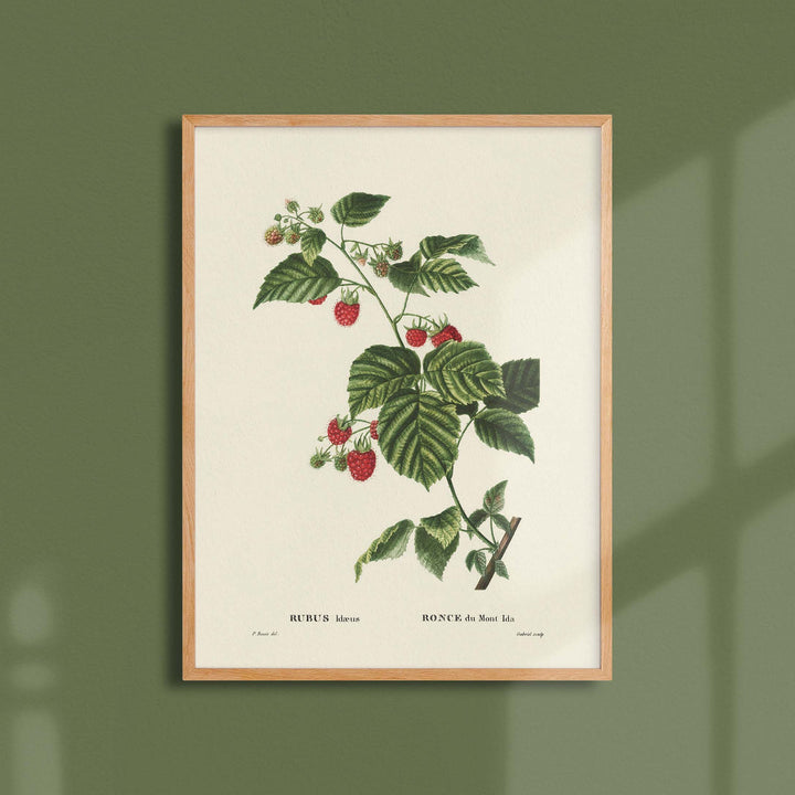 Póster de pomología de Mount Ida Bramble 
