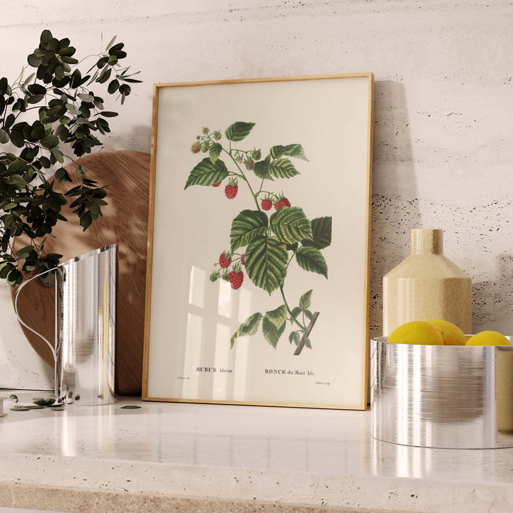 Póster de pomología de Mount Ida Bramble 