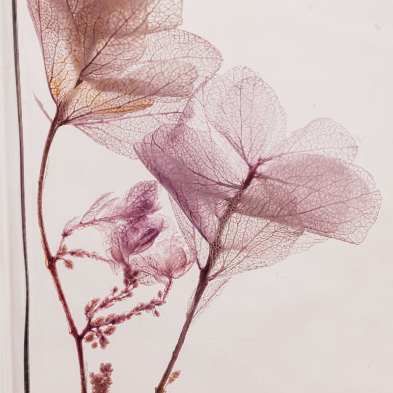 Herbarium - Feuille de chêne Lilas