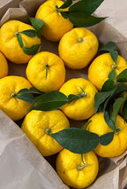 Liqueur Yuzu