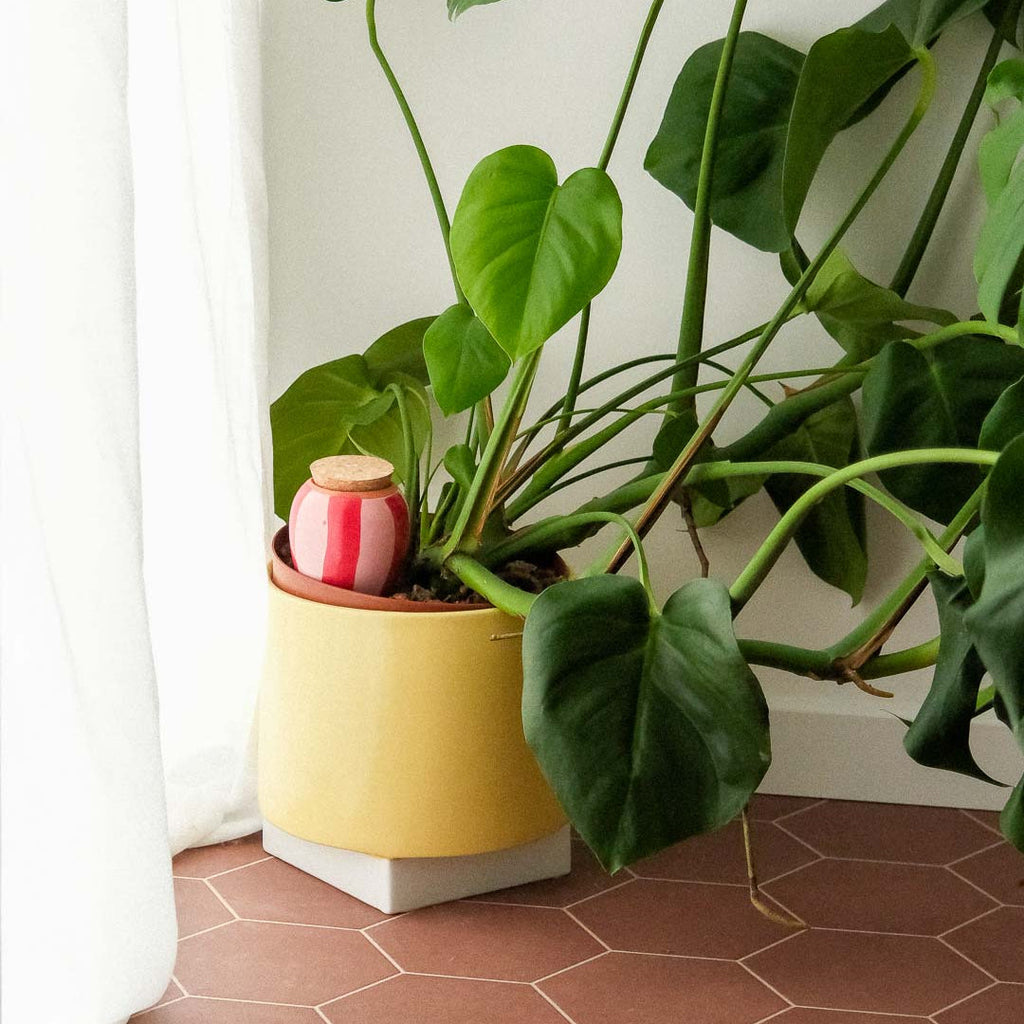 Olla Rayé Rose et Rouge