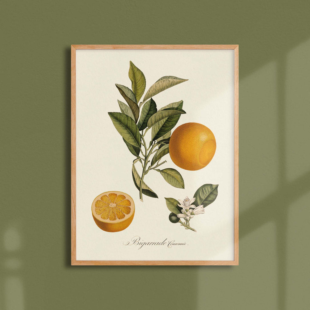 Affiche Pomologie Bigarade couronnée