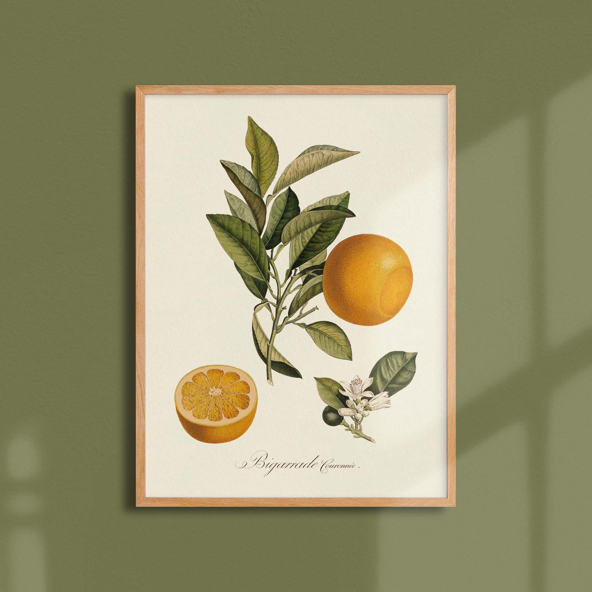 Affiche Pomologie Bigarade couronnée