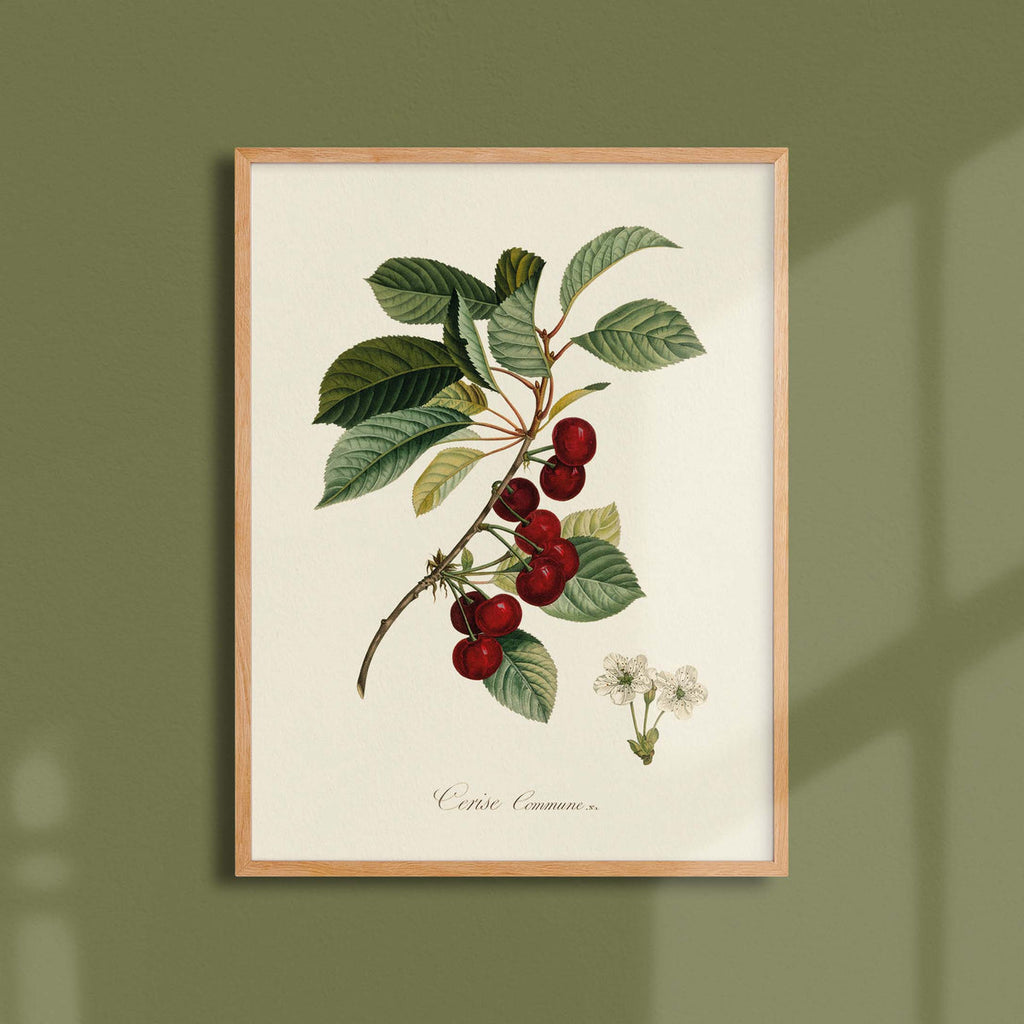 Affiche Pomologie Cerise commune