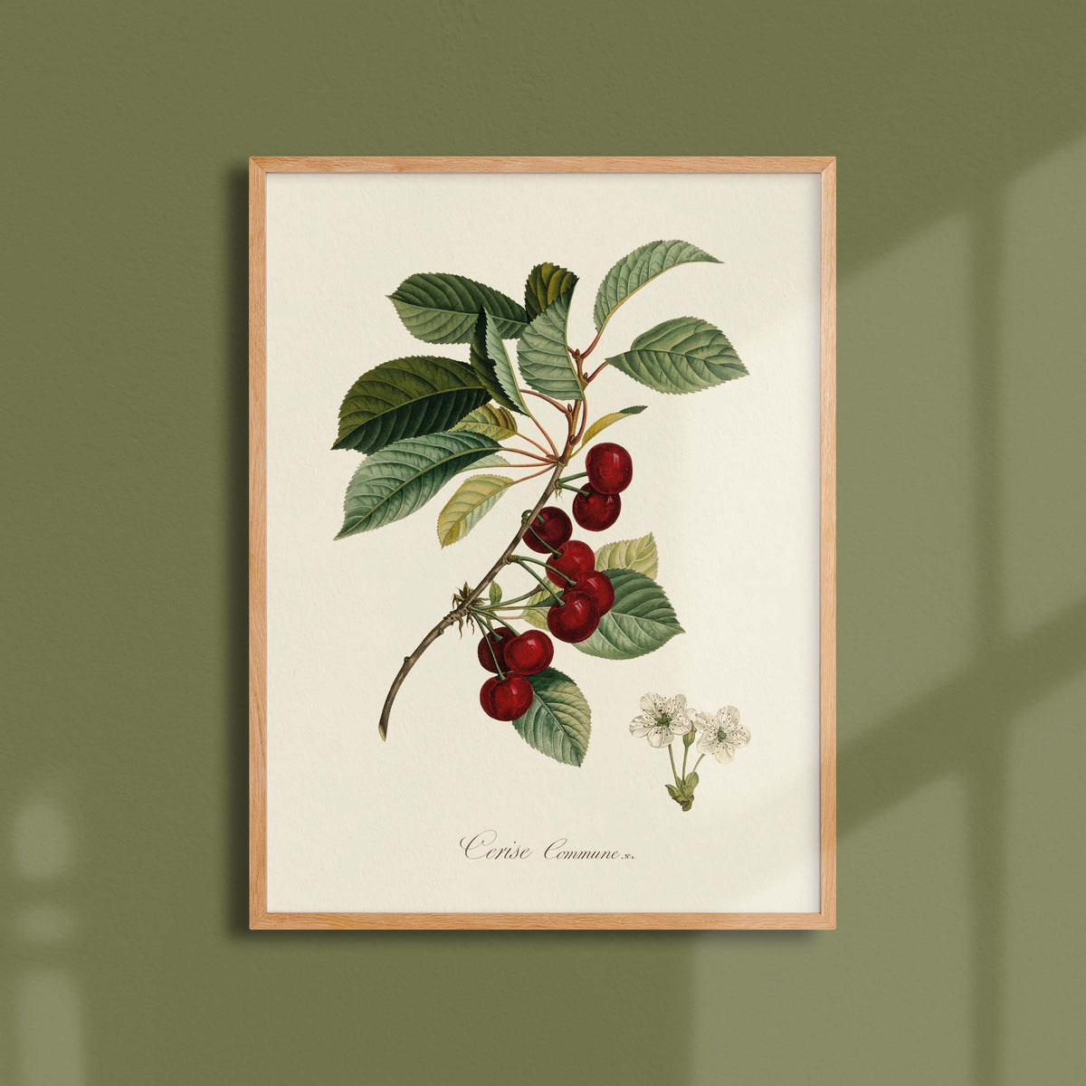 Affiche Pomologie Cerise commune