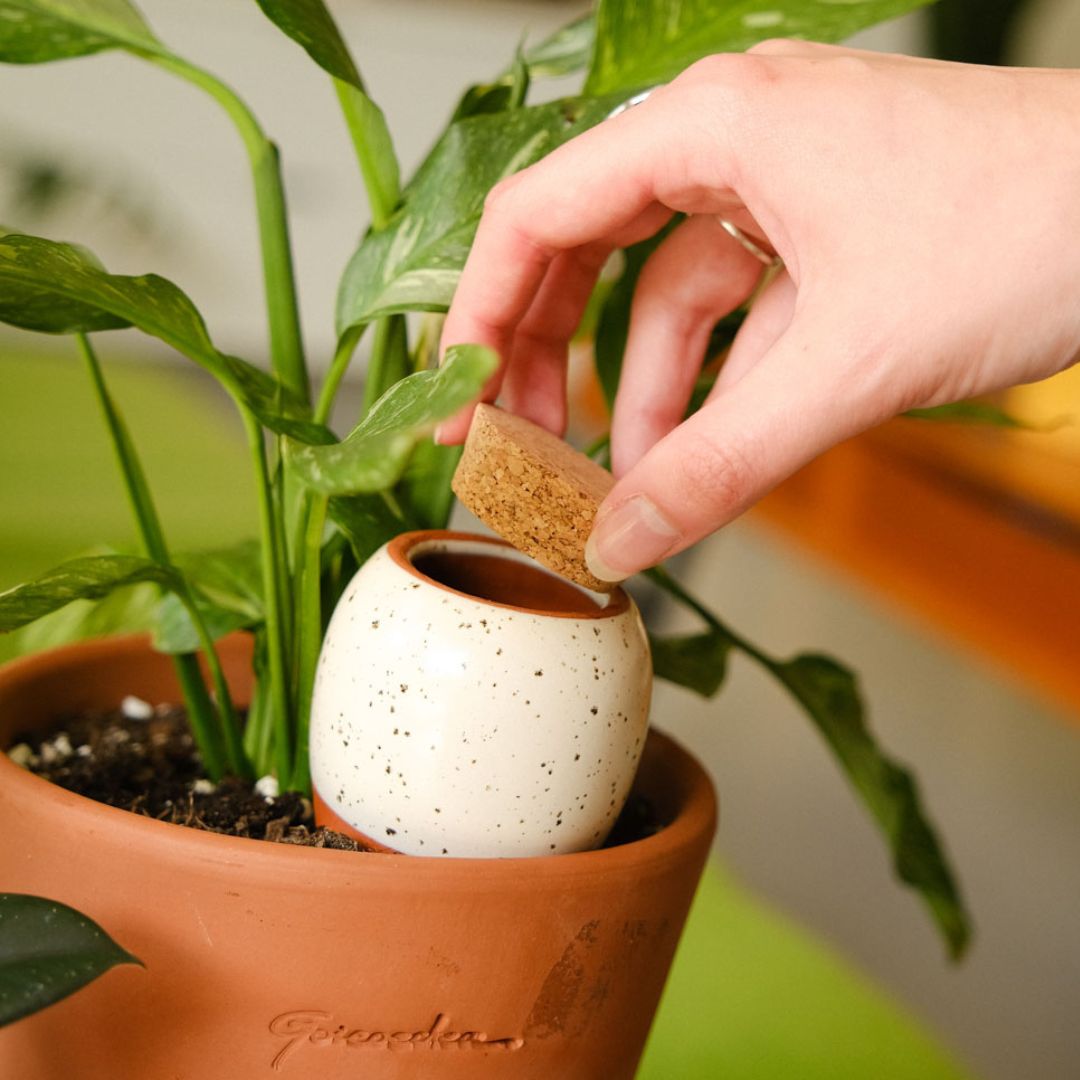 Olla Rayé Rose et Rouge