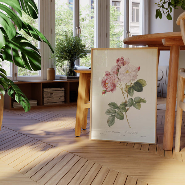 Affiche Rosier de Cels