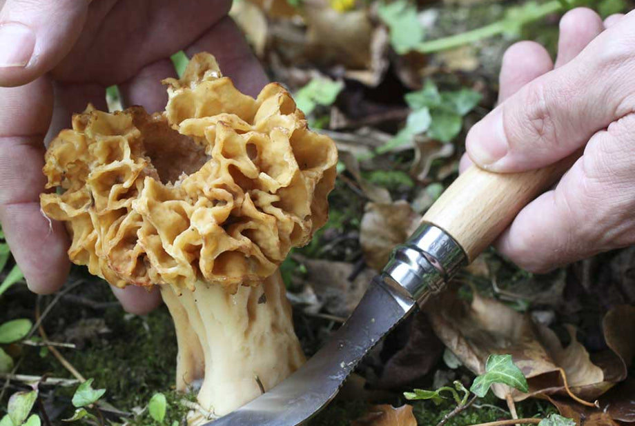 Couteau à champignons N°08
