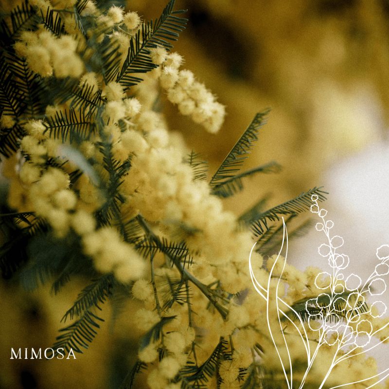 Mimosa scented wax tablet