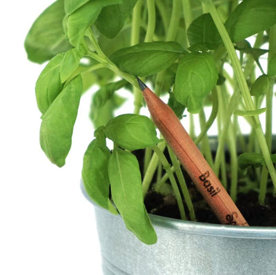 Pencil to plant